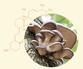 Vitamin D3, фото 3